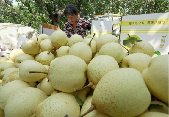 高光谱反射图像检测鸭梨碰伤的应用